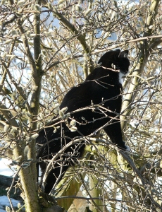 Katze Bailey im Vogelbaum
